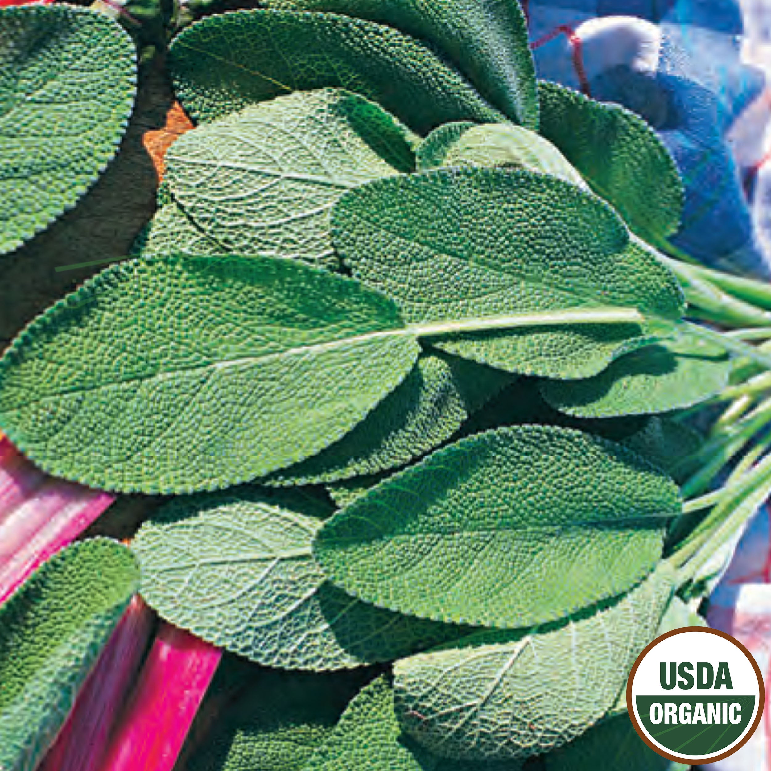 USDA Organic Sage seeds_Picture shows a closeup of recently harvested, beautiful broad leaf sage leaves.